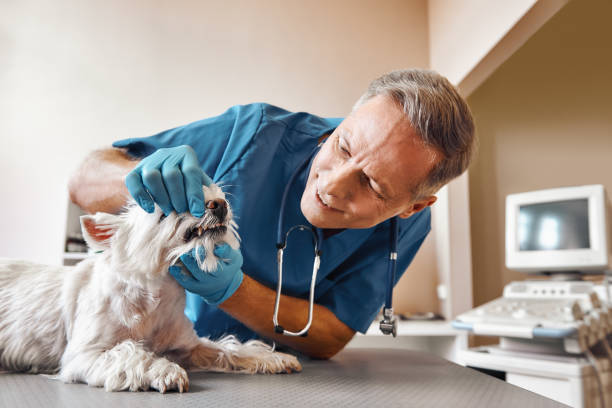Best Broken Tooth Emergency  in Angwin, CA